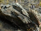 Mylonitic quartz monzonite of the 1.7 Ga Boulder Creek batholith within the Idaho Springs-Ralston shear zone