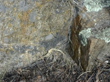 Mylonitic quartz monzonite of the 1.7 Ga Boulder Creek batholith within the Idaho Springs-Ralston shear zone