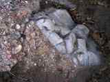 Castle Rock conglomerate with a large clast of Wall Mountain tuff