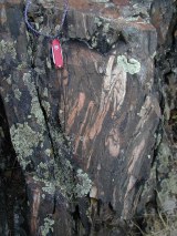 1.7 Ga mylonite, Hornsilver Ridge, Homestake Shear Zone, northern Sawatch Range, CO