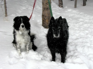 Megan (right) and Orca (left) on the winter trail.