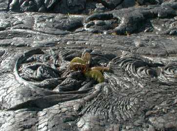 fern centered in a frozen pahoehoe swirl