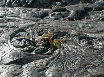 fern centered in a frozen pahoehoe swirl