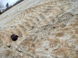 Symmetrical beach ripple marks in Dakota sandstone, Dinosaur Ridge, near Denver, CO